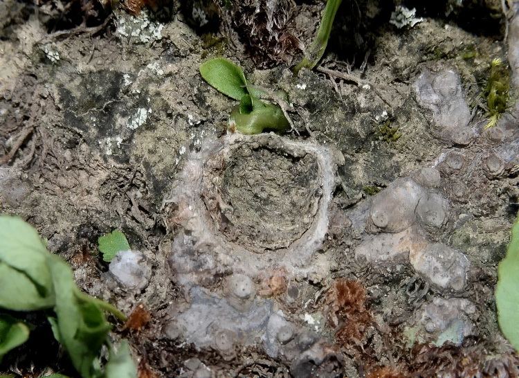 Tracce d''insetto (Tana di Cteniza o Nemesia?)